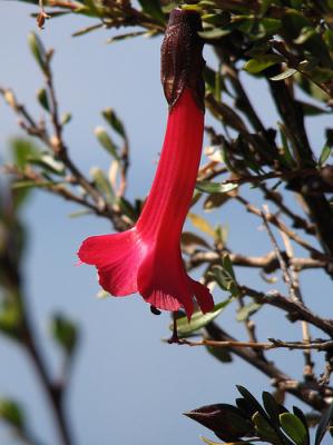 20080718045916-flor-de-la-cantuta.jpg
